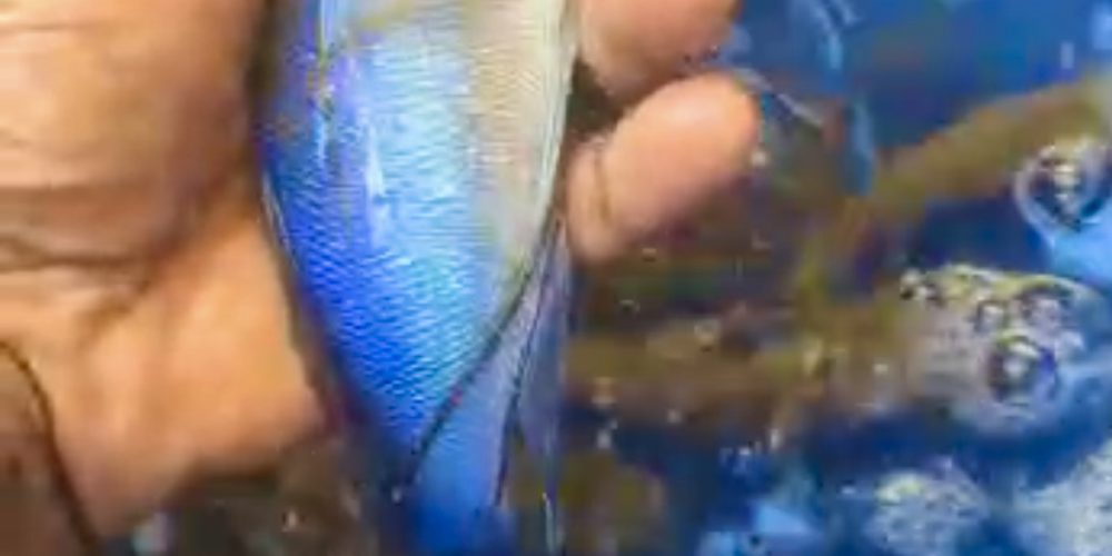 Cyathopharynx foae  mahale