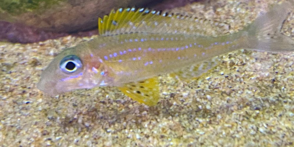Xenotilapia papilio  Kanoni