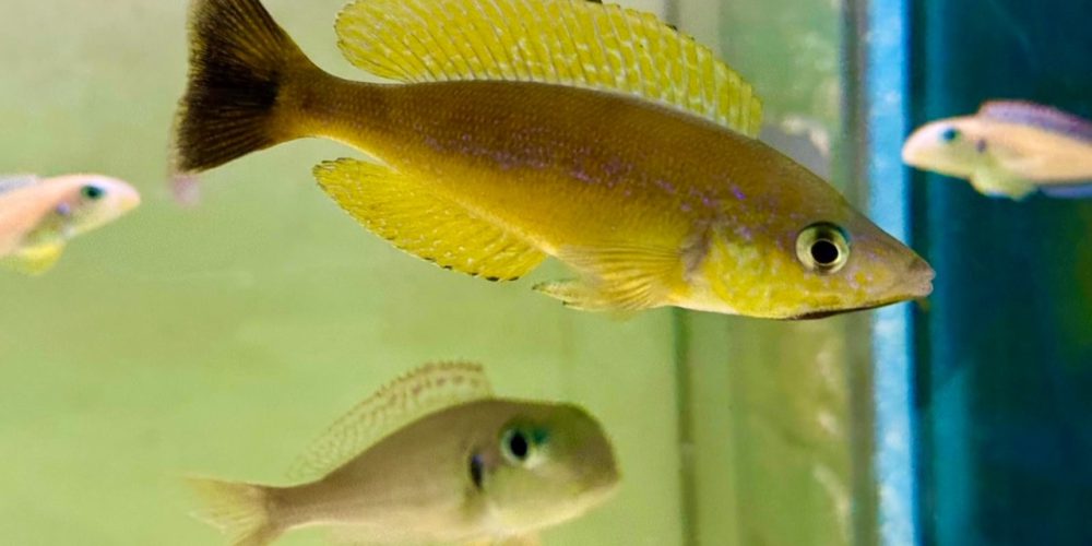 Microlepidotus Bemba  super  yellow