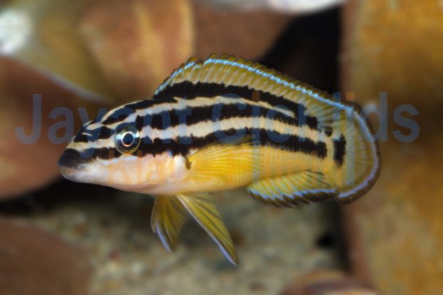 Julidochromis ornatus yellow Zaire
