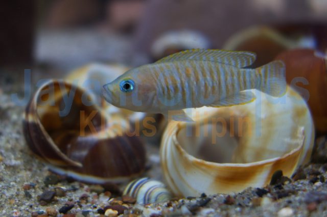 Neolamprologus multifasciatus