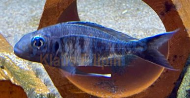 Ophthalmotilapia ventralis Mabilibili