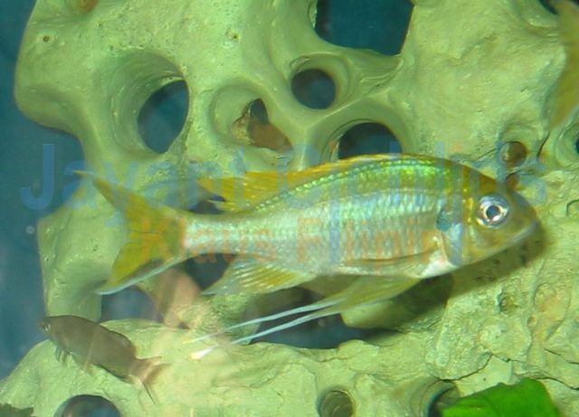 Ophthalmotilapia ventralis Samanzi