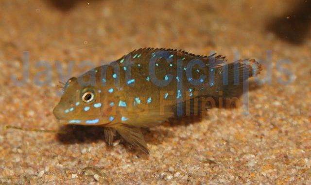 Tanganicodus irsacae Kainda