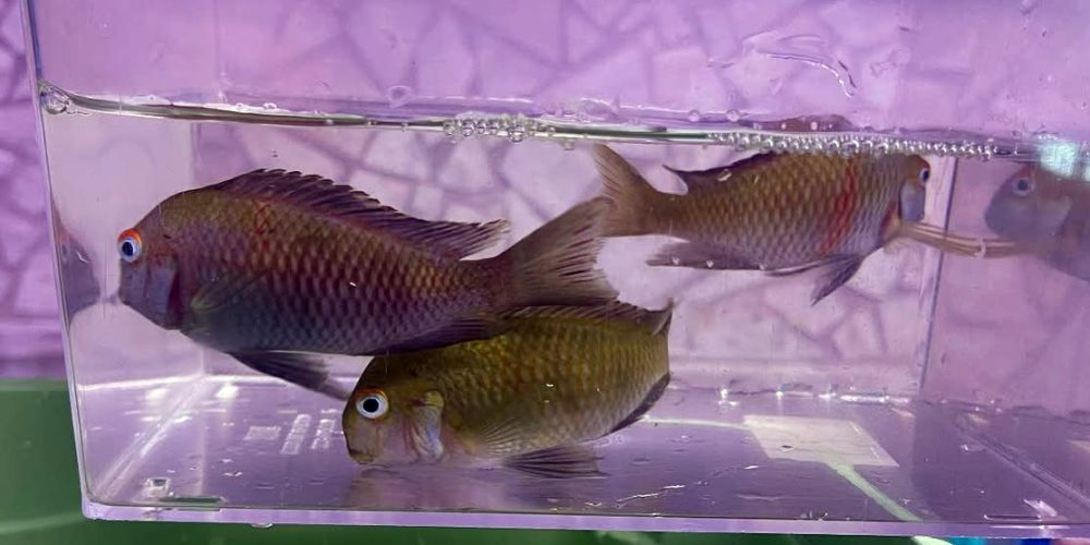 First import in Europe Tropheus Zadeni