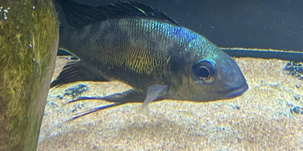 Cyathopharynx foae  Mahale wf