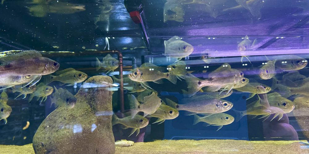 Haplotaxodon microlepis Kantalamba