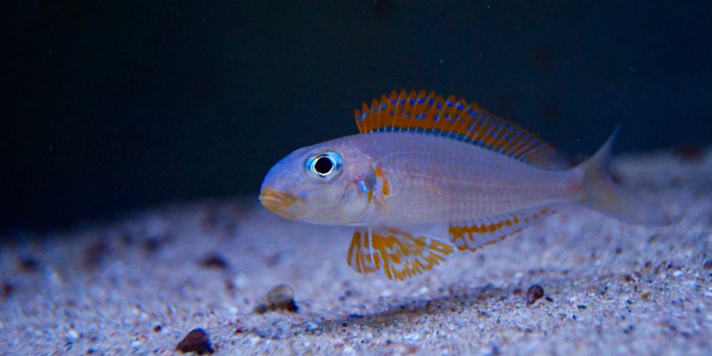 Christmas special Xenotilapia flavipinnis mboko  F1 20€