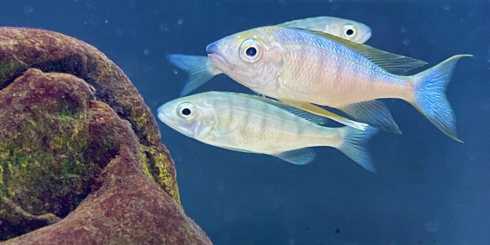 Opthalmotilapia Nasuta  Sela