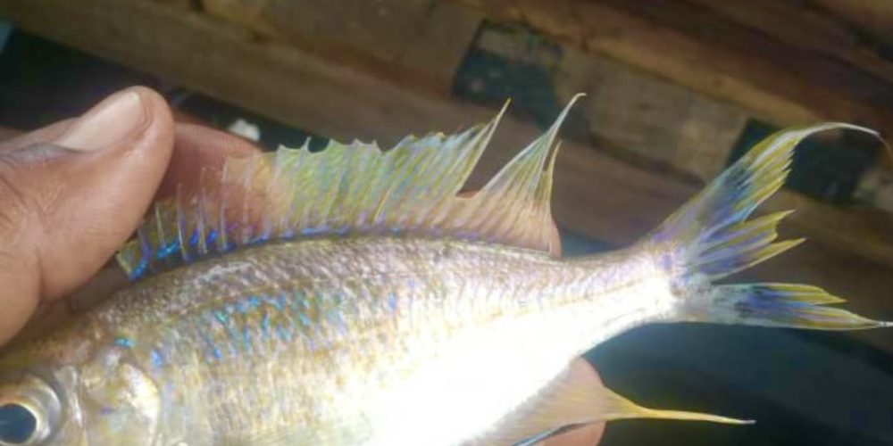 Cyathopharynx furcifer south  Congo