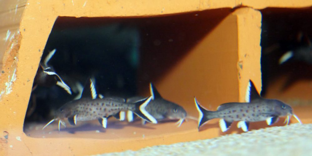 Synodontis Granulosus F1