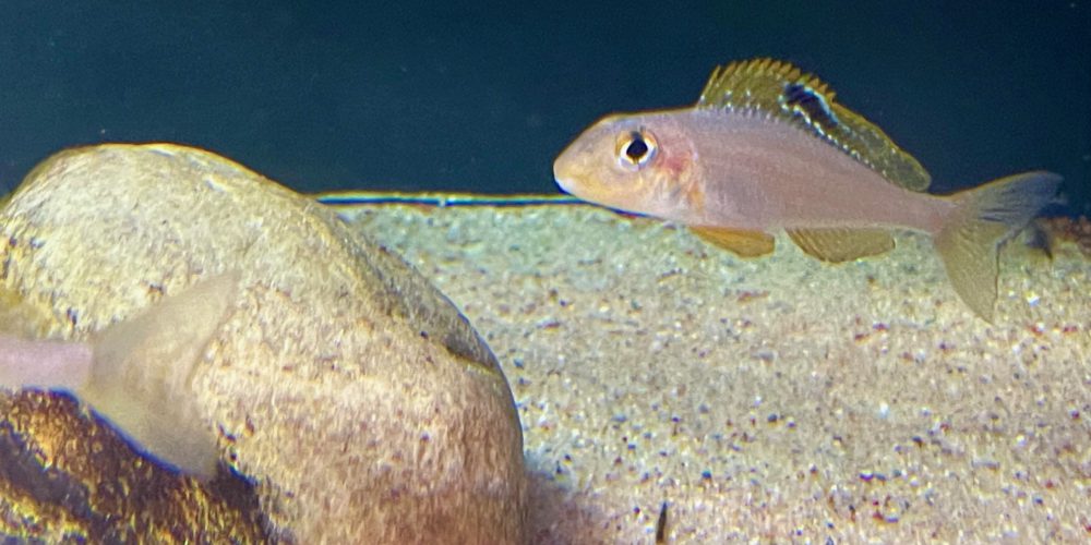 Xenotilapia papilio kasanga