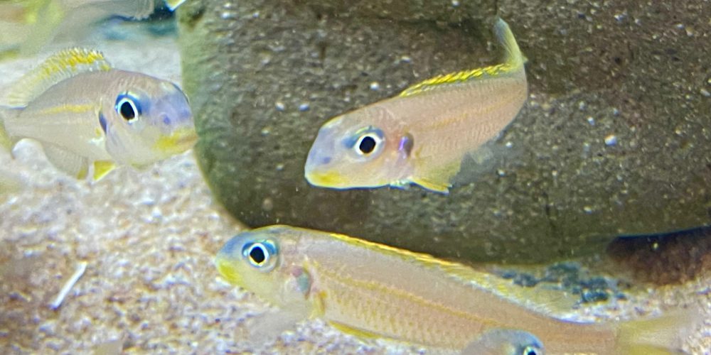 Xenotilapia flavipinnis Kabogo