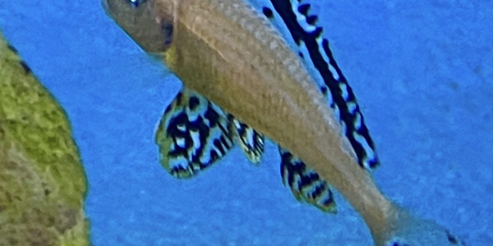 Xenotilapia papilio  Tembwe one  pices  28,50€ size is  6-8 cm