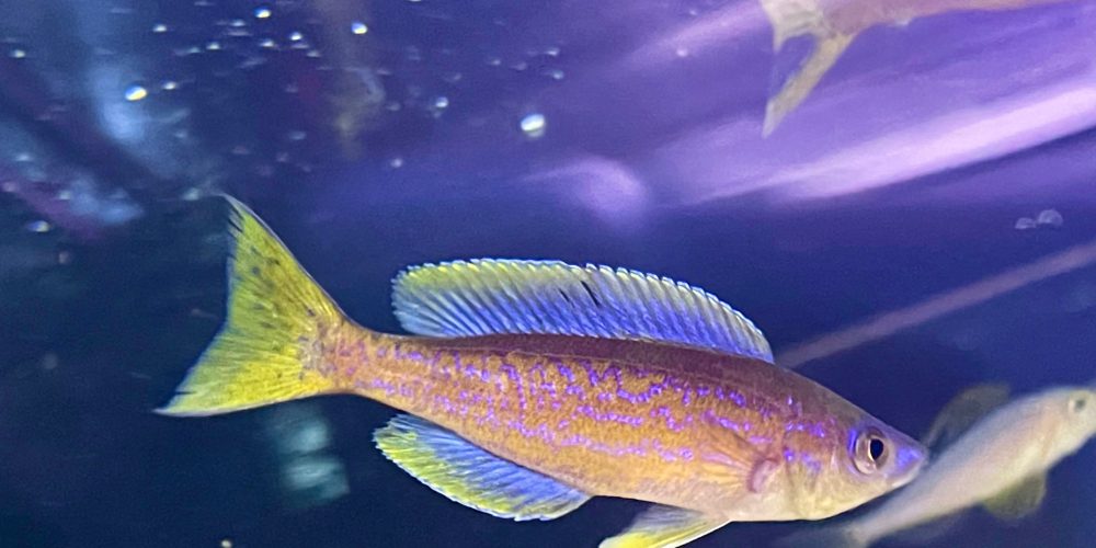 Microlepidotus ( congo)