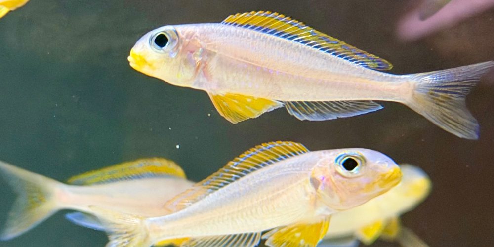 Xenotilapia flavipinnis Nyanza Lac F1 22,50€ Stück