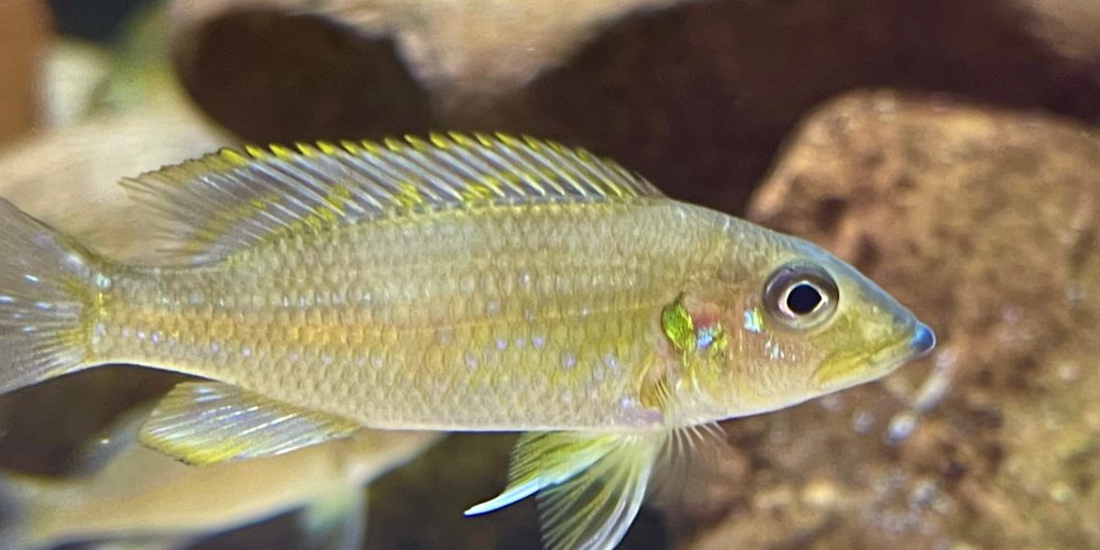 Gnathochromis permaxilaris f1