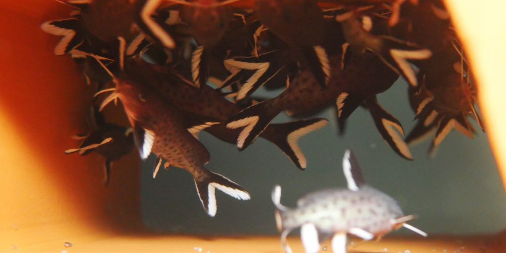 Synodontis Granulosus f1