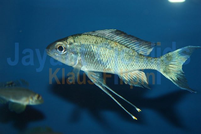 Ophthalmotilapia ventralis Kongo