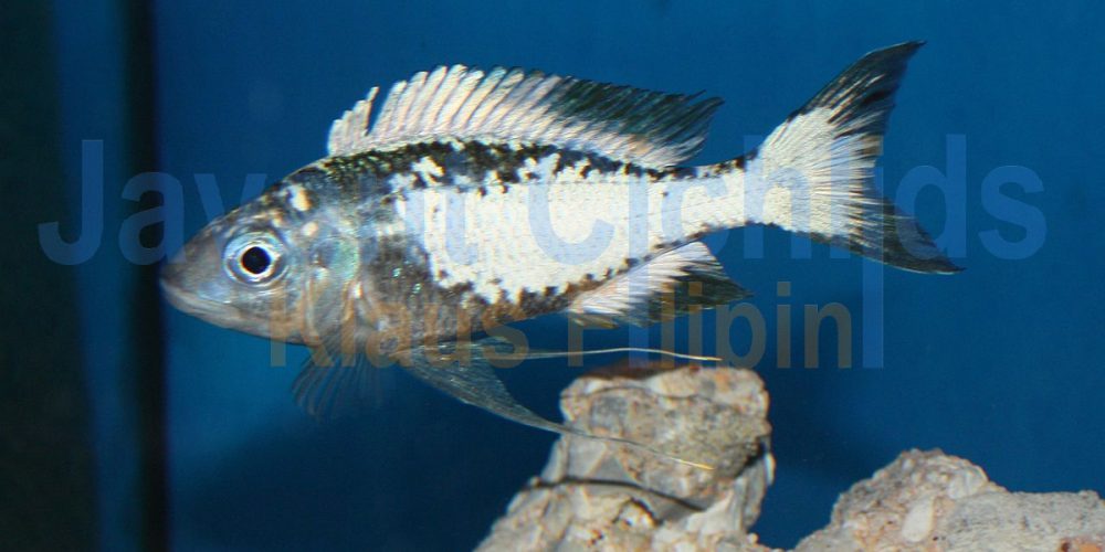 Ophthalmotilapia ventralis Mtoto