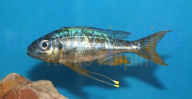 Ophthalmotilapia ventralis Ulwile