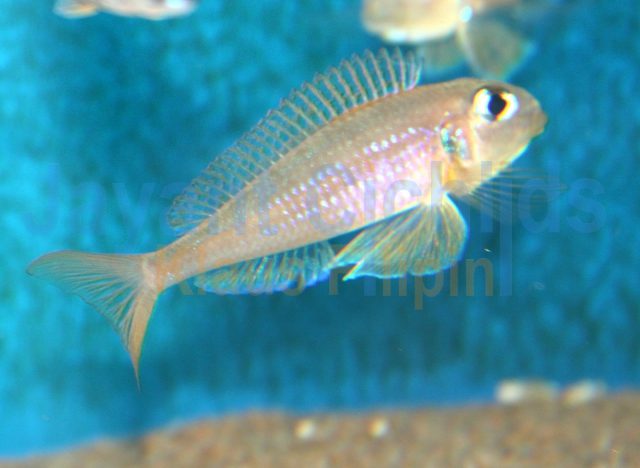 Xenotilapia flavipinnis Milingu