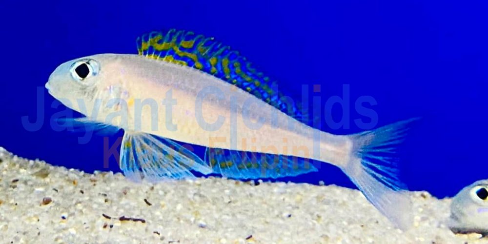 Xenotilapia flavipinnis Kakunga 