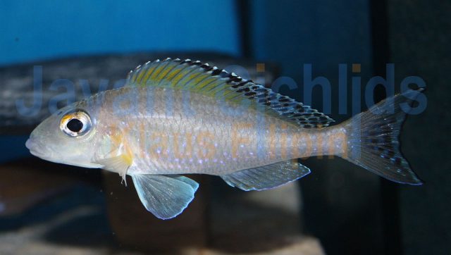 Xenotilapia spilopterus Kipilli