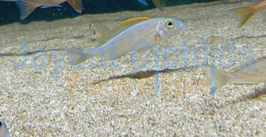 Xenotilapia papilio Katete