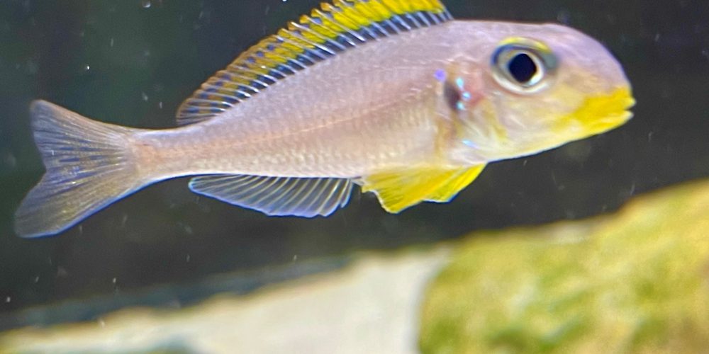 Christmas special  Xenotilapia flavipinnis Nyanza lac f1 20€