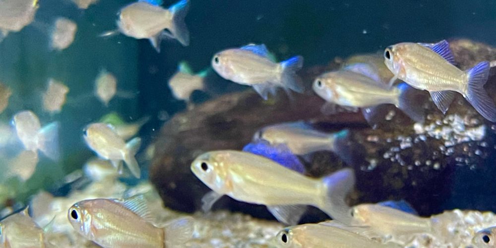 Trematocara Stigmaticum Kalambo