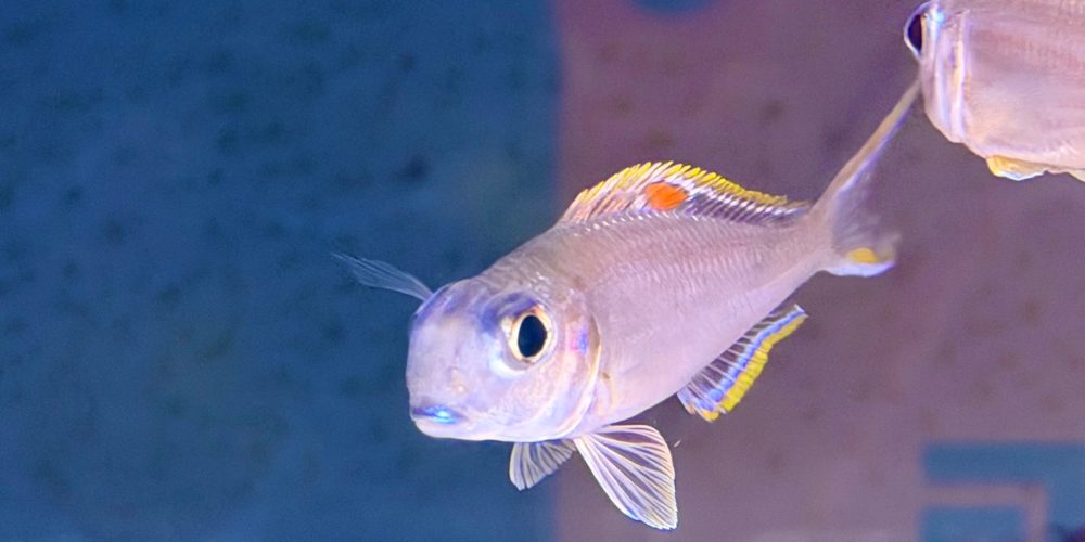 Xenotilapia red  Princess 55€ in  6-8  cm