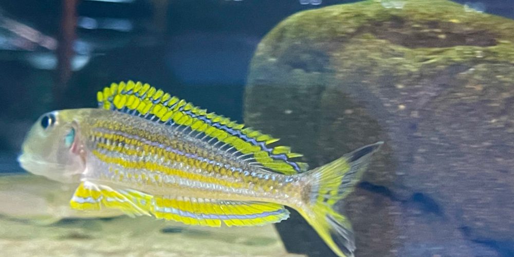 Xenotilapia ochogenys Kabogo wf