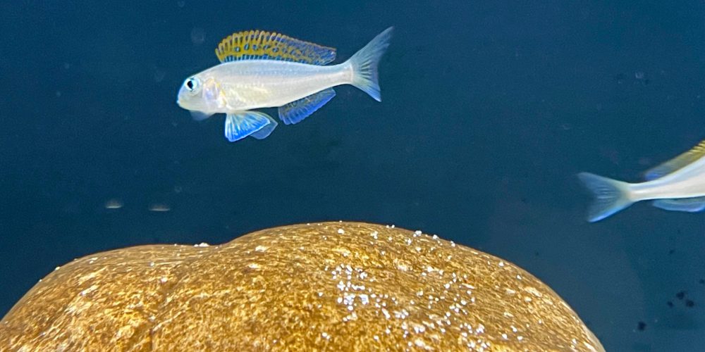 Xenotilapia flavipinnis Kiriza