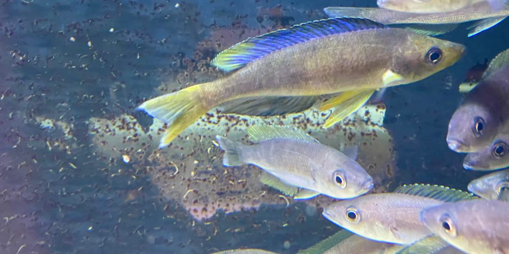 Microlepidotus Lubugwe WF