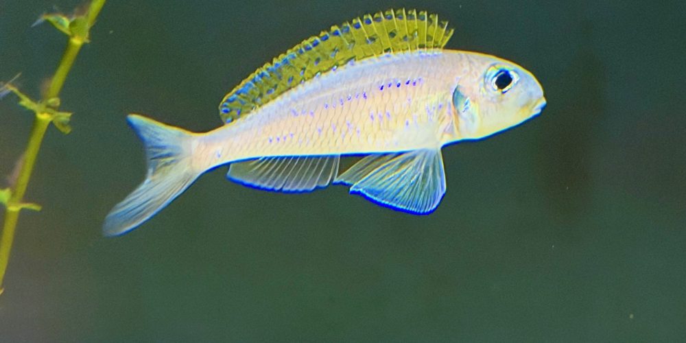 Xenotilapia flavipinnis Kainda