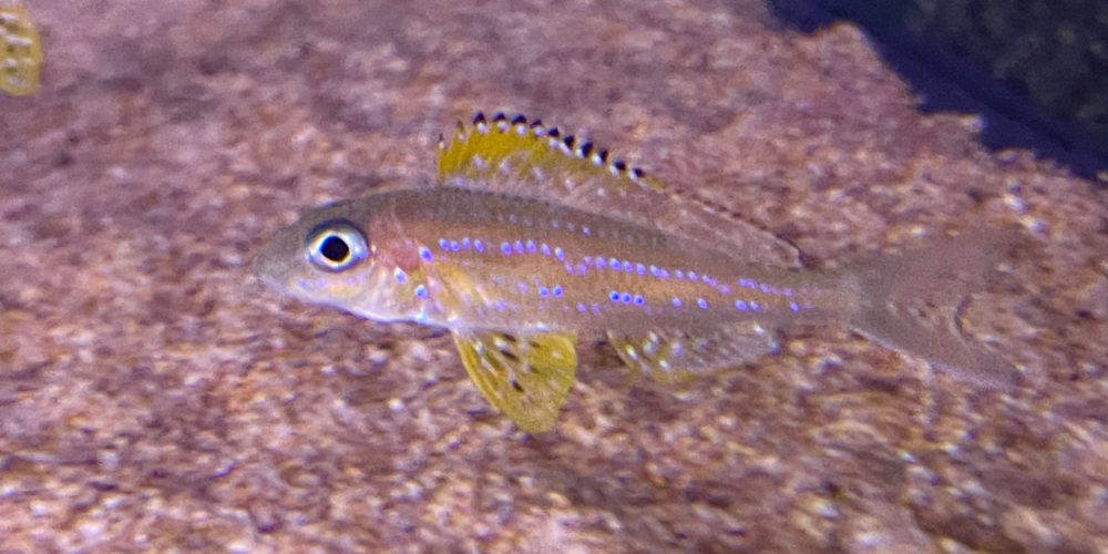 Xenotilapia papilio  Kanoni