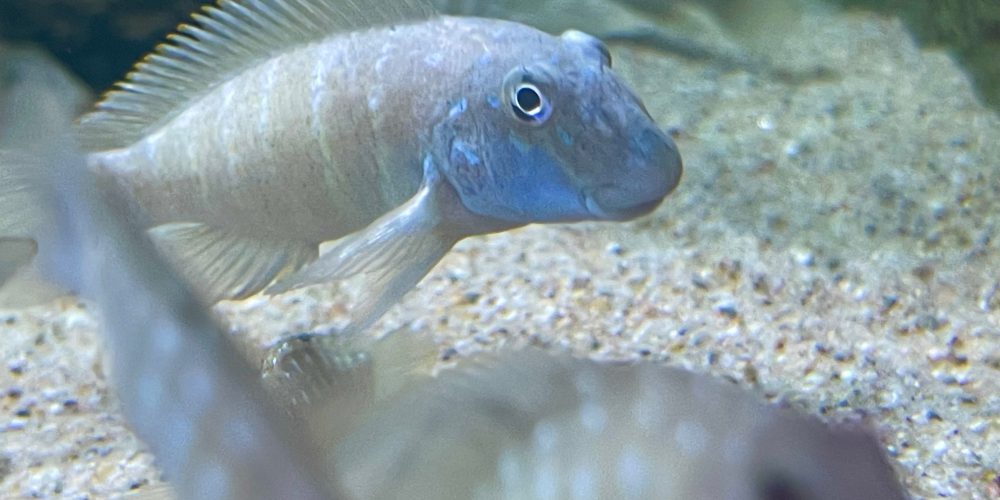 Eretmodus  marksmithi Kigoma