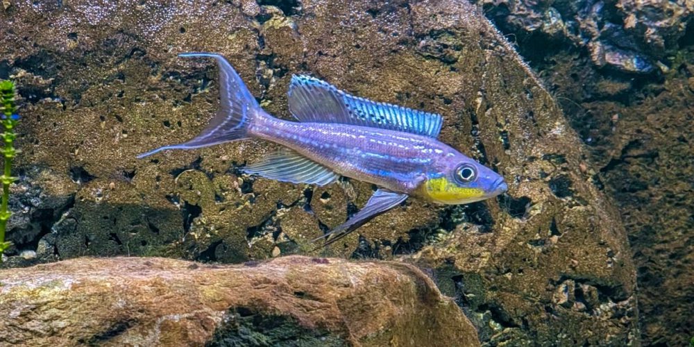 Benthochromis Tricoti Mahale wf