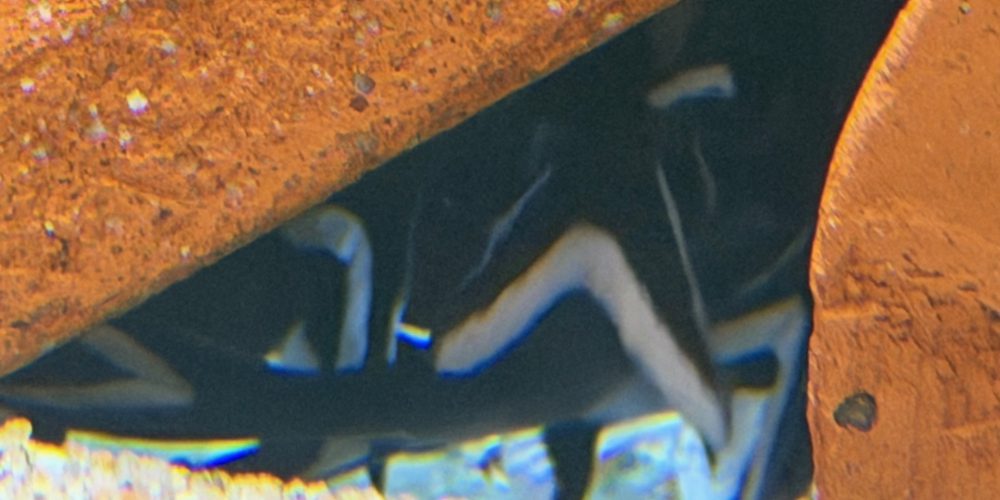 Synodontis Granulosus F1