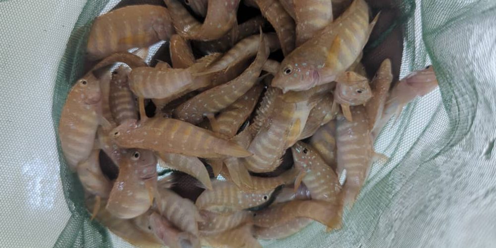 Eretmodus cyanostictus Kigoma  wf 30.90€