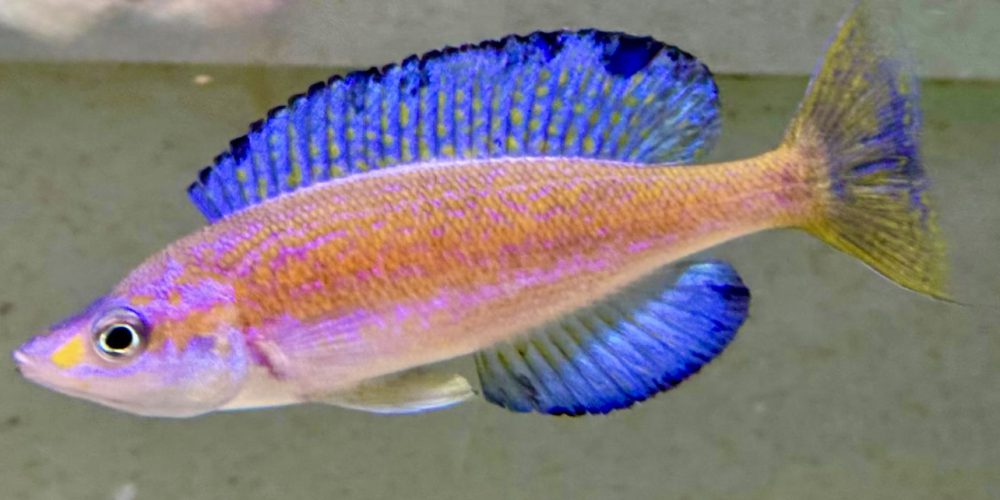 Microlepidotus Magara wc