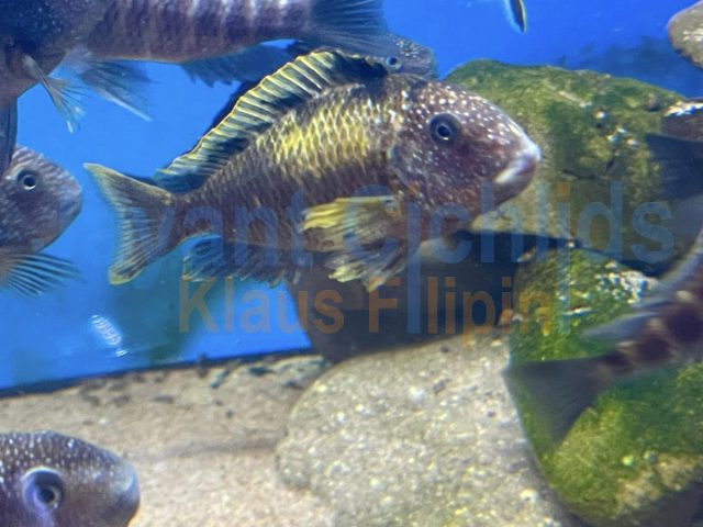 Tropheus moorii Murago