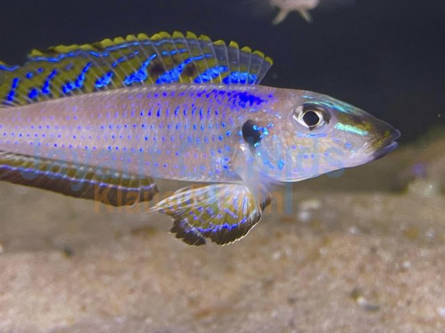 Enantiopus melanogenys Kombe