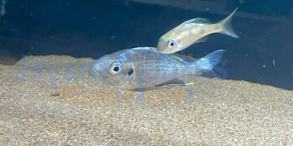 Ophthalmotilapia Ventralis Moba