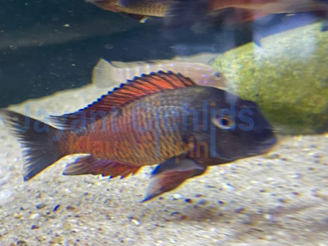 Tropheus moorii Moliro