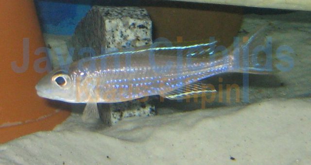 Lestradea persipax Sambia