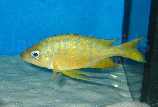 Ophthalmotilapia nasuta Kipilli