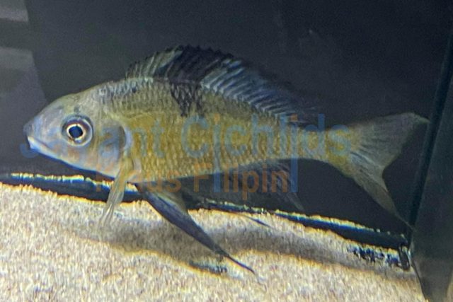 Ophthalmotilapia nasuta Mabilibili OB