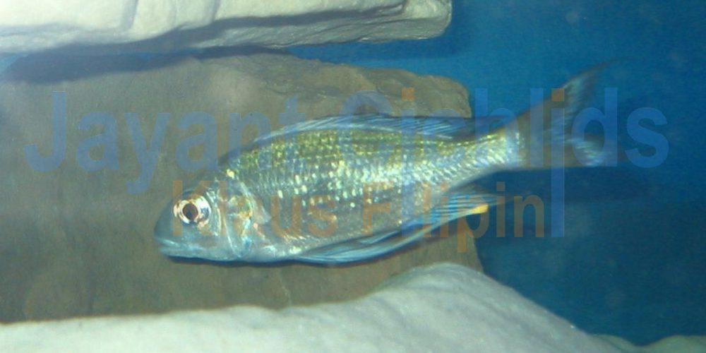 Ophthalmotilapia heterodonta Kigoma